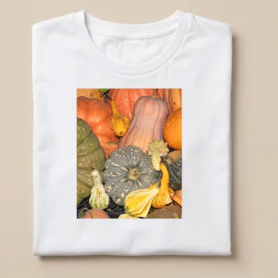Photographic design of gourds and pumpkins in autumn colors
