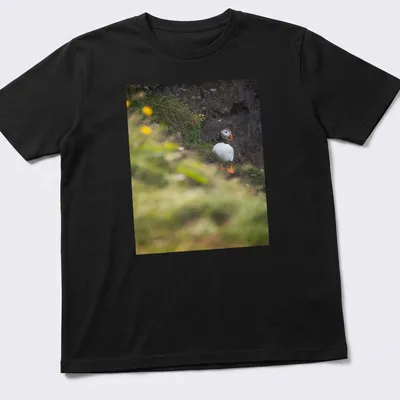 Natural photography of a puffin bird fishing, featuring vibrant colors